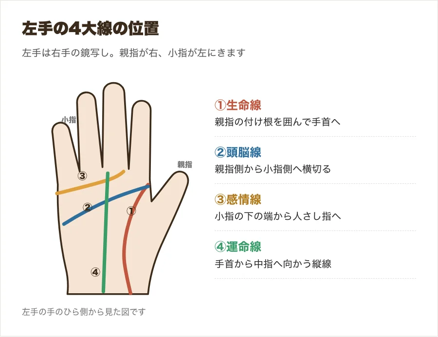 左手の手のひらで4大線の位置を示した図
