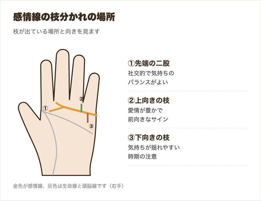 感情線の先端の二股と途中の上下の枝の位置を示した図