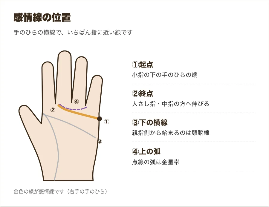 手のひらの感情線の位置を示した図