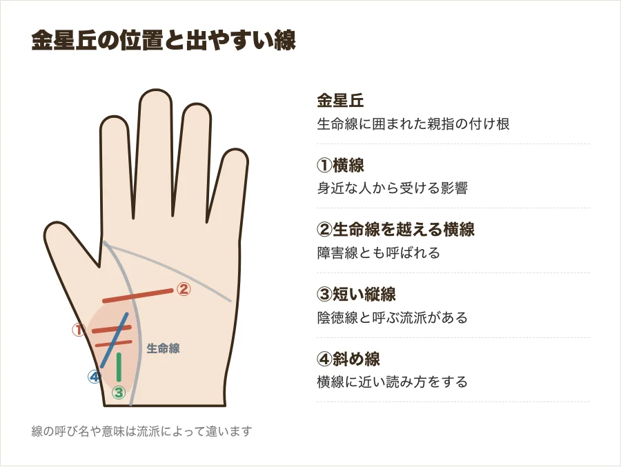 手相の金星丘の位置と、金星丘に出る横線・縦線・斜め線を示した手のひらの図