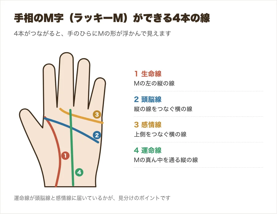 生命線・頭脳線・感情線・運命線がつながって手のひらにMの形ができる位置を示した図解