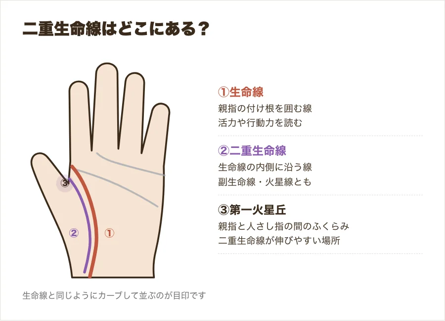 手のひらの生命線と、その内側に沿う二重生命線の位置を示した図解