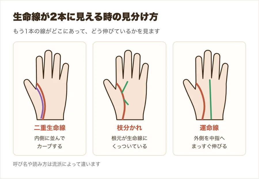 二重生命線・生命線の枝分かれ・外側に並ぶ運命線の違いを、小さな手のひら3つで比べた図解
