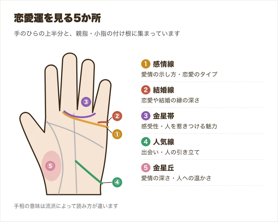 恋愛運を見る感情線・結婚線・金星帯・人気線・金星丘の位置を手のひらの図で示した図解