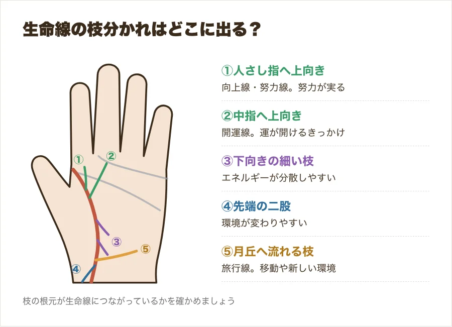生命線から上向き・中指へ・下向き・先端の二股・月丘へ伸びる枝分かれの位置を示した図解