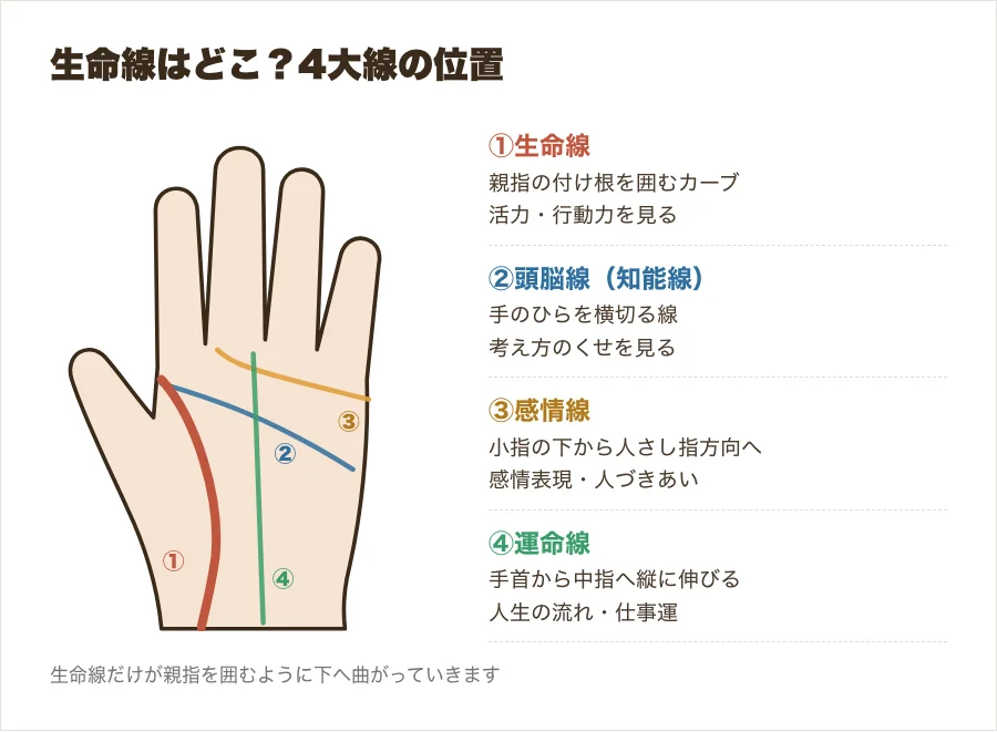 手のひらの4大線の位置図。生命線を朱色で強調し、頭脳線・感情線・運命線を示した図解