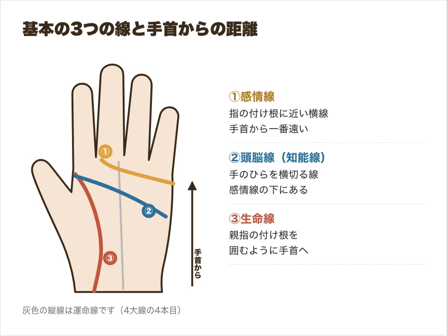 基本の3つの線(生命線・頭脳線・感情線)の位置と、手首から一番遠い線を示した図