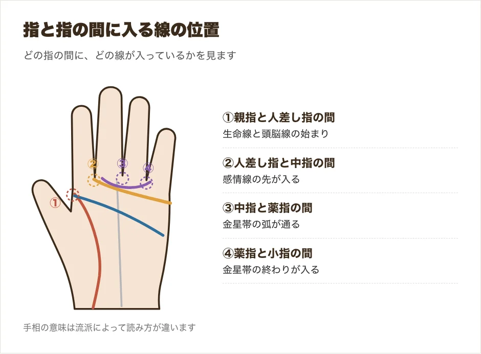 手相で指と指の間に入る線の位置を示した図解。人差し指と中指の間に入る感情線、金星帯、親指と人差し指の間の生命線と頭脳線の起点