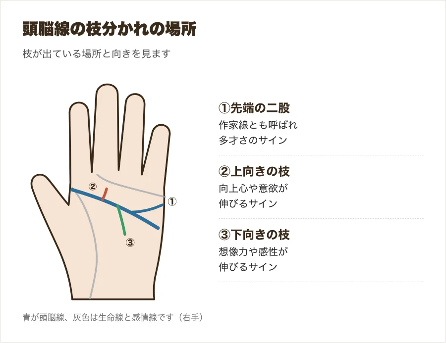 頭脳線の先端の二股と途中の枝の位置を示した図