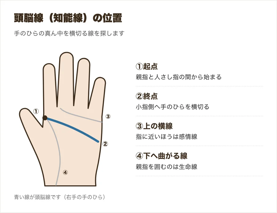手のひらの頭脳線の位置を示した図
